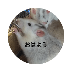 oonishi_rat2