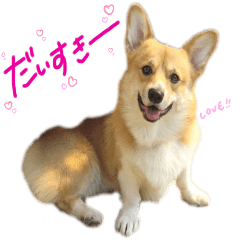 Welsh Corgi MINT