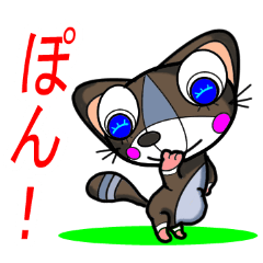 Very cute raccoon dog Ponta