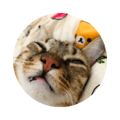 傲嬌特特碎碎念2