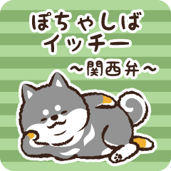 Pocha Shiba Icchii (Black)