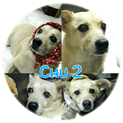 Rascal Dogs Chuchu Part2