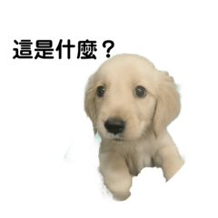 Poki生活-第一季