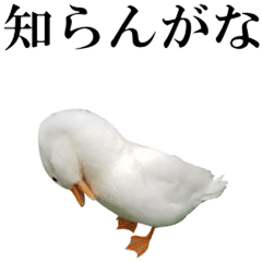 鳥さんがいっぱい 2 実写版 Line スタンプ Line Store 鳥さんがいっぱい 2 実写版 Line スタンプ Line Store