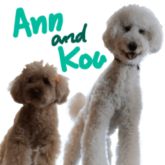 Poodle Ann and Kou