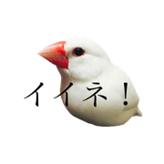 BunchoPegasus