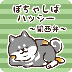 Pocha Shiba Hasshii (Black)