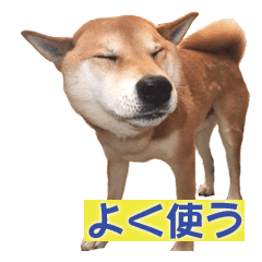 A-chan of Shibainu 2(often used)