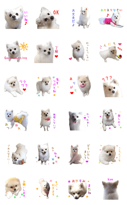 Real DOG White Pomeranian