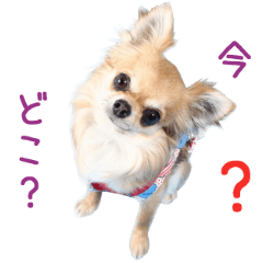 Real DOG Chihuahua -ANZU-