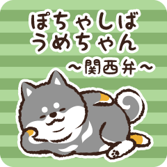 Pocha Shiba Umechan (Black)