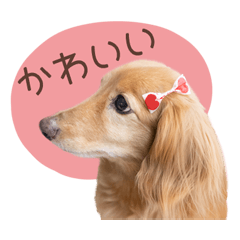 miniature longhaired dachshund Coochan