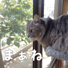 my cat Shizumi part3