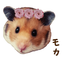 hamsters and funny animals
