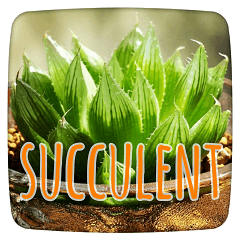 Always Succulents Sticker
