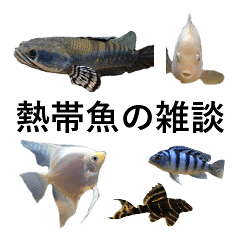 リアル熱帯魚スタンプコレクション Line スタンプ Line Store リアル熱帯魚スタンプコレクション Line スタンプ Line Store