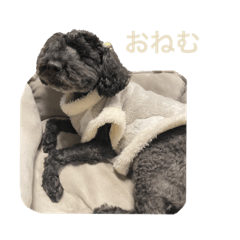 NANAMI_20201105191236