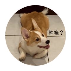 安安哈可愛