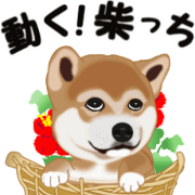 Move! Sticker of SHiba inu