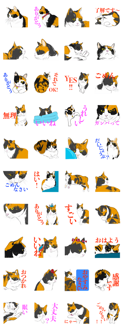 Cute tortoiseshell cat