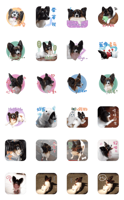 cute Papillon - five