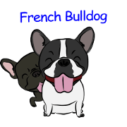 French Bulldog named Kon&Paff
