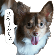 chihuahua yosaku