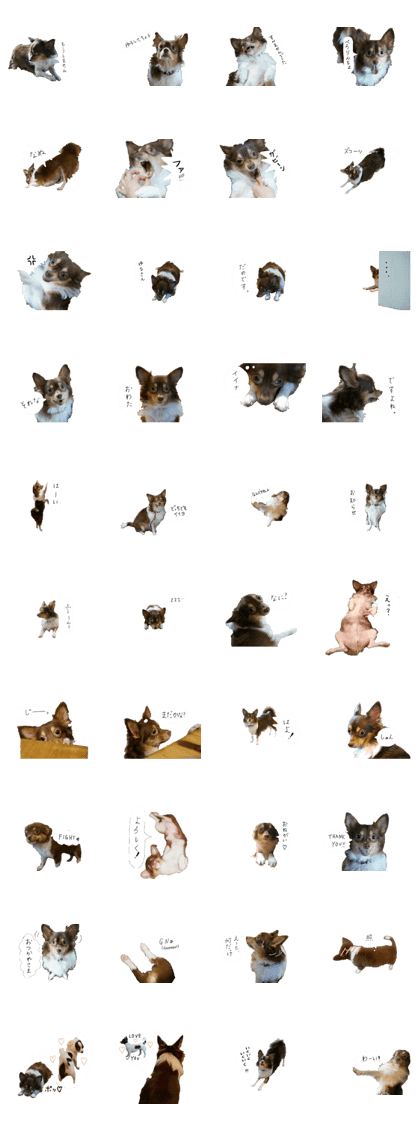 chihuahua yosaku