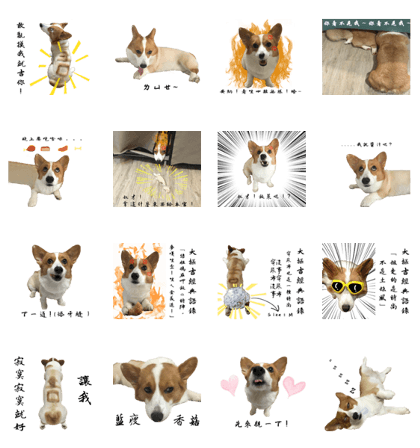 Daily Life by Corgi Han-Gi