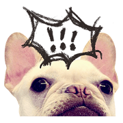 French Bulldog-Puni