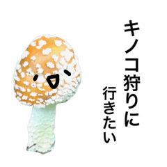 Japanese mushrooms
