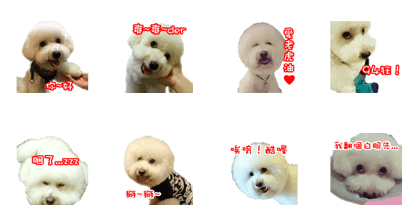 Bichon Frise~Q bi & O bi