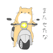 Kawauso the cute
