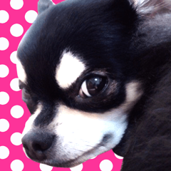 Chihuahua "SETSU" Sticker