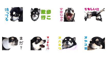 Chihuahua "SETSU" Sticker