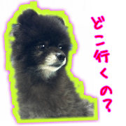 Black Pomeranian yukichi