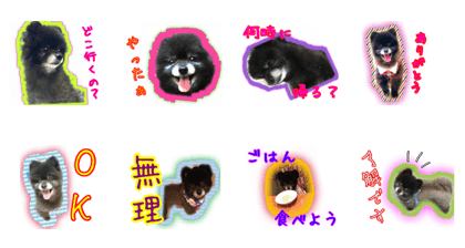 Black Pomeranian yukichi