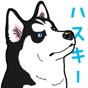 Wanko-Biyori Siberian husky 2