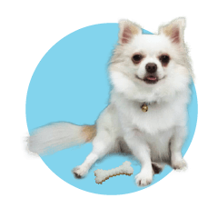 Shiro : A Lively Chihuahua