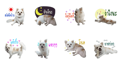 Shiro : A Lively Chihuahua