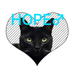 HOPE Cat from AKIHABARA