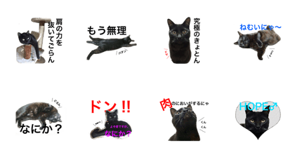 HOPE Cat from AKIHABARA