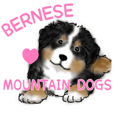 Bernese mountain dogs & puppies