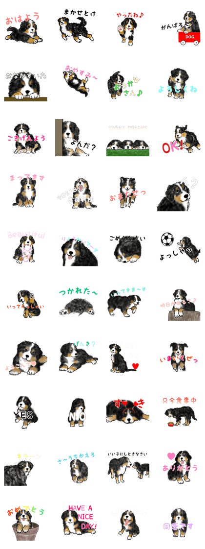Bernese mountain dogs & puppies