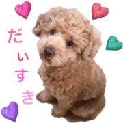 Toy poodle Jam's Sticker