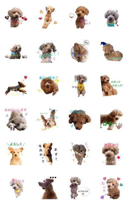 Toy poodle Jam's Sticker