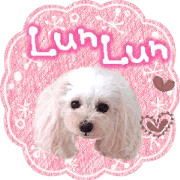 toy poodle "LUNLUN"-movie- English 3