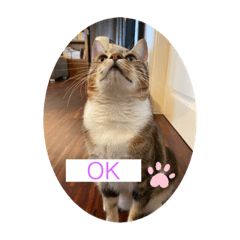 ⚡️閃電與小黑⚡️