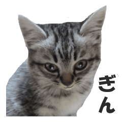 愛ネコぎんちゃんの癒し系 フォトスタンプ