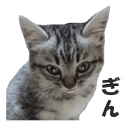 Tiny cat's silver healing sticker